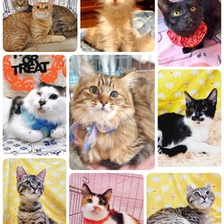 ねこざんまい譲渡会@東日本橋 サムネイル2