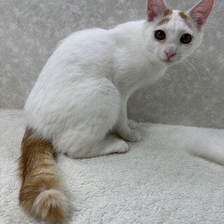 両面テープの様なベタベタ猫！つかず離れず❤茶々丸