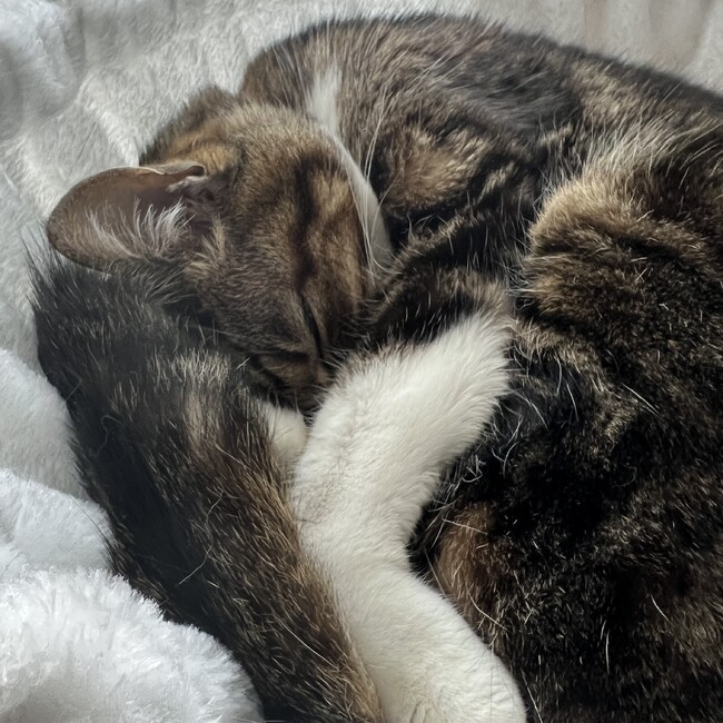 れにょこのカバー写真