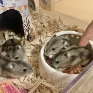 里親さん辞退のため再募集　ジャンガリアンの赤ちゃん