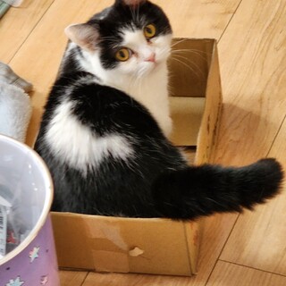 急募)マンチカン1歳