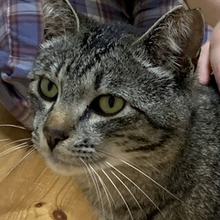 癒し系キジ男君です