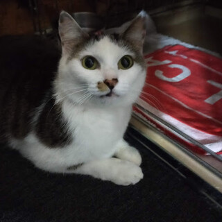 もうお外に帰りたくない★あけみちゃん