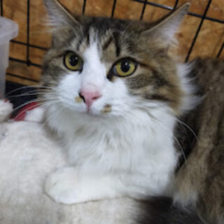 行き場を失ったミク君