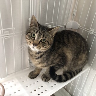 遊ぶの大好き♡8ヶ月男の子［アポロ]