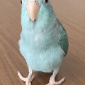 マメルリハインコの里親募集