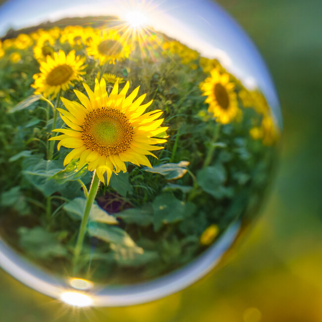 とふぃーさんのカバー写真