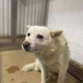 殺処分対象です、18日までです！