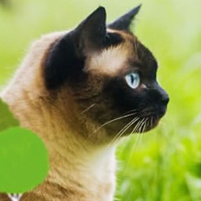 NPO法人おおさかねこ俱楽部のカバー写真