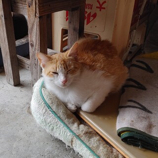 茶トラの男の子