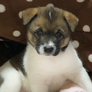 【相談中】人懐っこい子犬　ヤヨイちゃん　1ヶ月