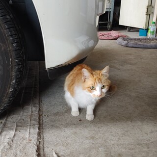 茶トラの男の子です。