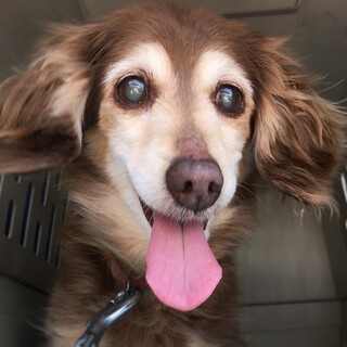 穏やかシニアのチワックスちゃん