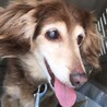 穏やかシニアのチワックスちゃん サムネイル2