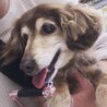 穏やかシニアのチワックスちゃん サムネイル3