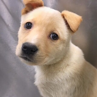 【相談中】かわいい子犬　あつみちゃん　2ヶ月