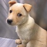 【相談中】かわいい子犬　あつみちゃん　2ヶ月 サムネイル2
