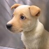 【相談中】かわいい子犬　あつみちゃん　2ヶ月 サムネイル3