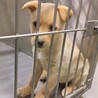 【相談中】かわいい子犬　あつみちゃん　2ヶ月 サムネイル4