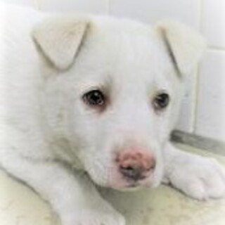 5-3-12◆可愛い子犬◆家族に迎えませんか？