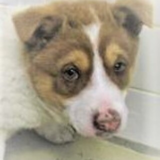 5-3-13◆可愛い子犬◆家族に迎えませんか？