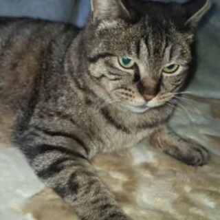 とっても甘えん坊のぷくちゃん