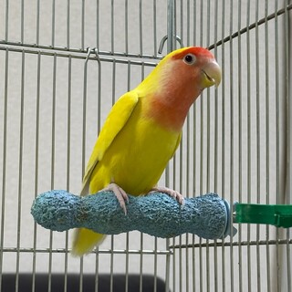 コザクラインコ　メス　手乗りです