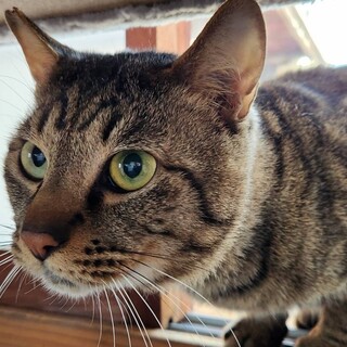 ちょっとびびりなあらしくん