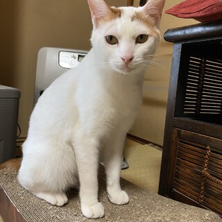 シュガー：温和でマイペースな男の子。