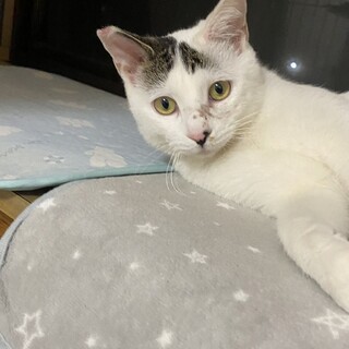 甘え上手のスイくん