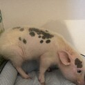 【再募集】マイクロブタです。どなたかお願いします！