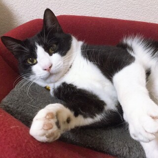 ちょっとビビりな6歳男の子です