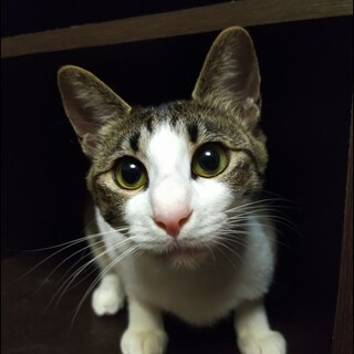 人懐っこくて甘えん坊のサバ白の子猫です。