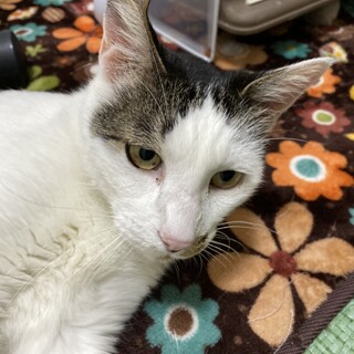 穏やかなイケおじマーコ・DX!!