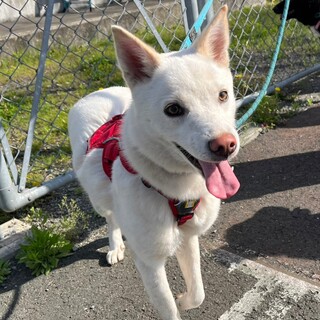 白くて愛嬌のあるお顔【サランイ】ちゃん