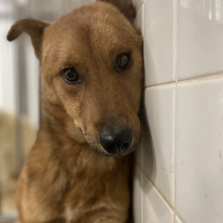 殺処分対象です〜18日までの期限になります！