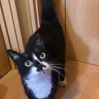 甘えん坊のルルちゃん