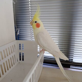 一時停止中です