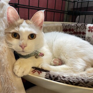 とっても小柄な女の子☆しらたま