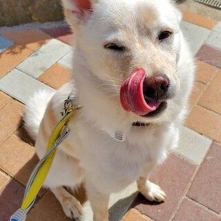 とにかく元気で甘えん坊なそばかすロイド