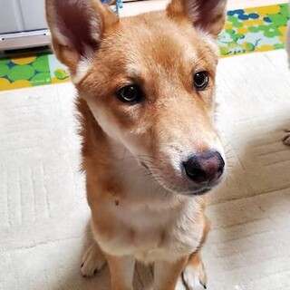 少し慎重、素直でおっとりしたフィオナ