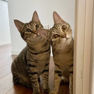 うにちゃん、さけちゃん仲良し姉妹です❣️