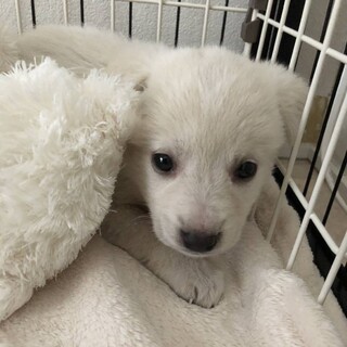 交渉中・保健所からレスキューした子犬♀