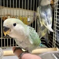 2/27と2/28と3/5産まれのコザクラインコ