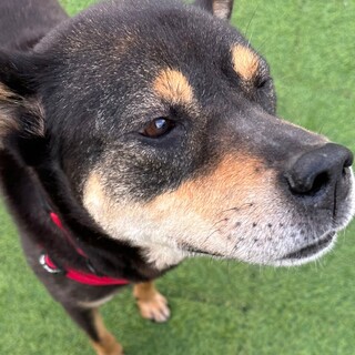 正式譲渡！アーサーくん