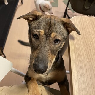 里親決定ルーイ