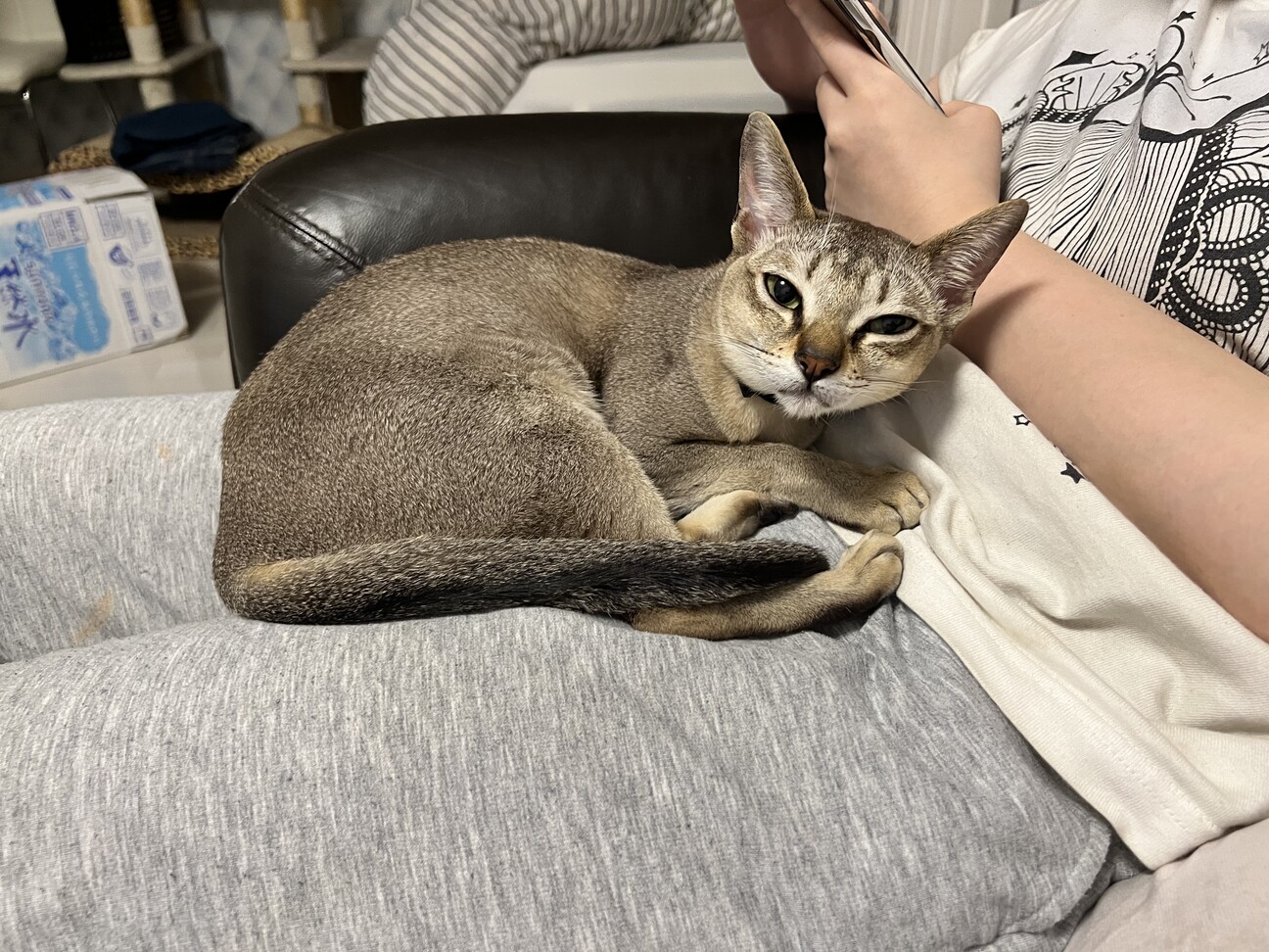 こはる