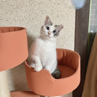 シャムミックスの可愛い女の子