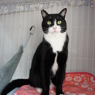 白黒タキシード模様がステキな男の子