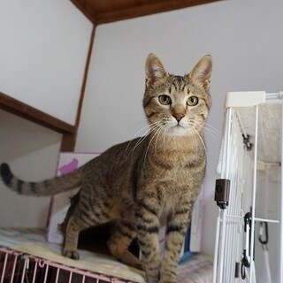 超☆甘えん坊！☆ウールサッキングの症状があります